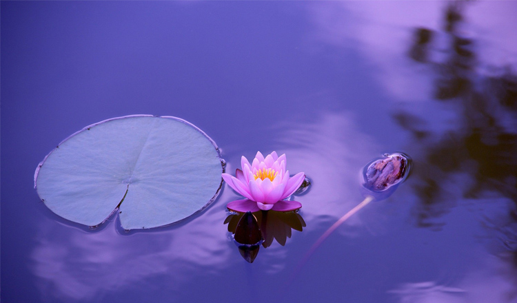 Libros: Meditación contemplativa.  Presencia, gozo y silencio