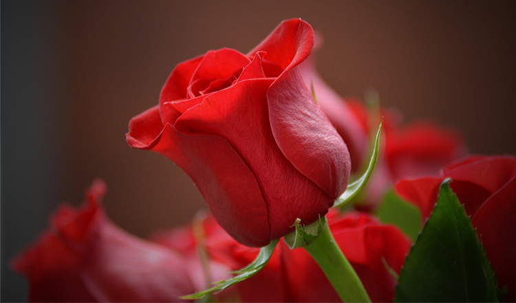 ¿Por qué regalar ramos de rosas rojas en San Valentín?