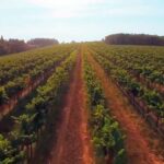 Bodegas en Cataluña