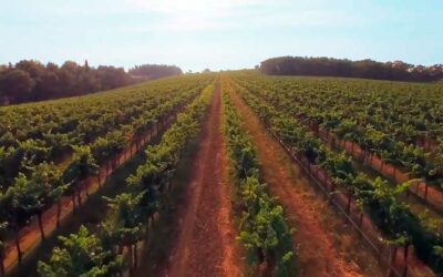 Bodegas en Cataluña