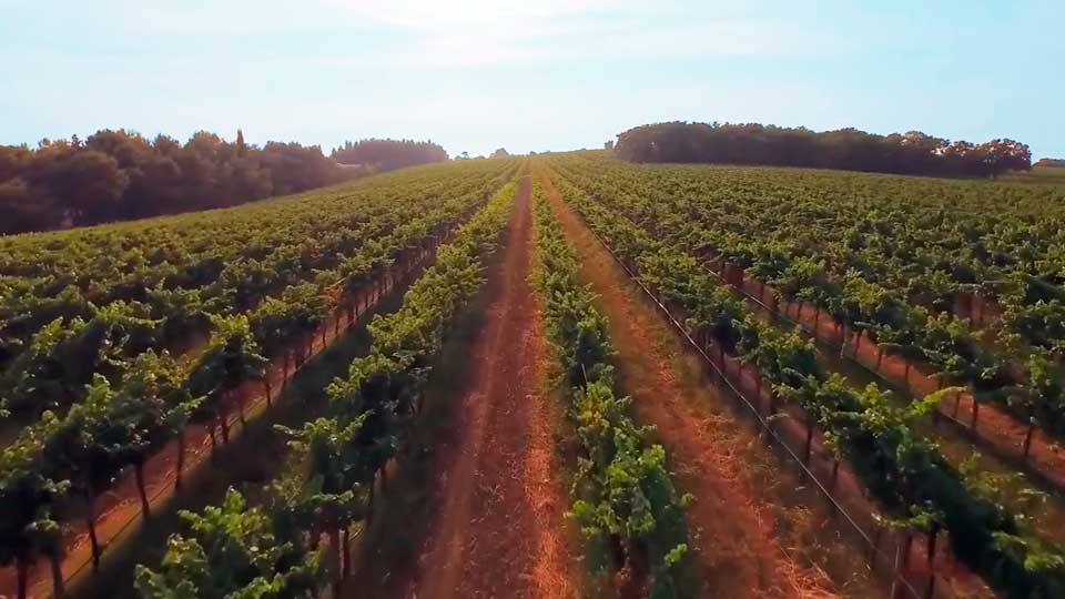 Bodegas en Cataluña